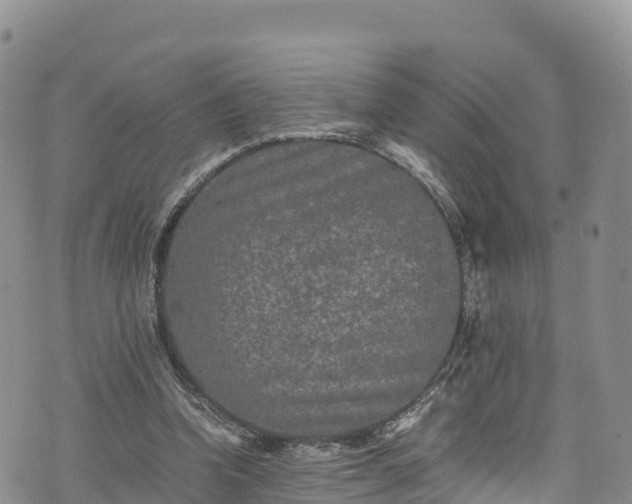 X0000076450346200610161317