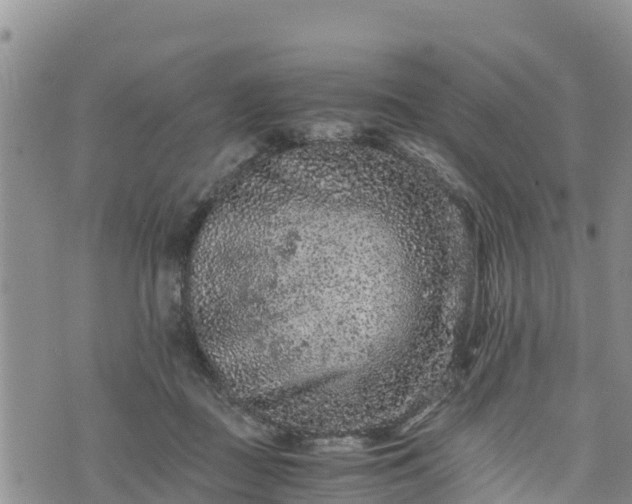 X0000076450363200610161317