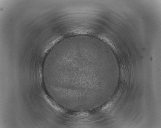 X0000076450398200610161317