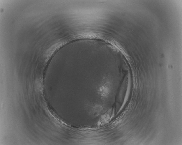 X0000076450434200610161315