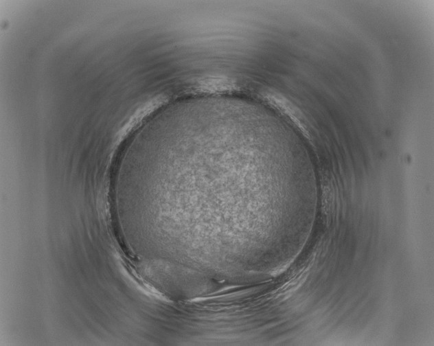 X0000076450443200610161315