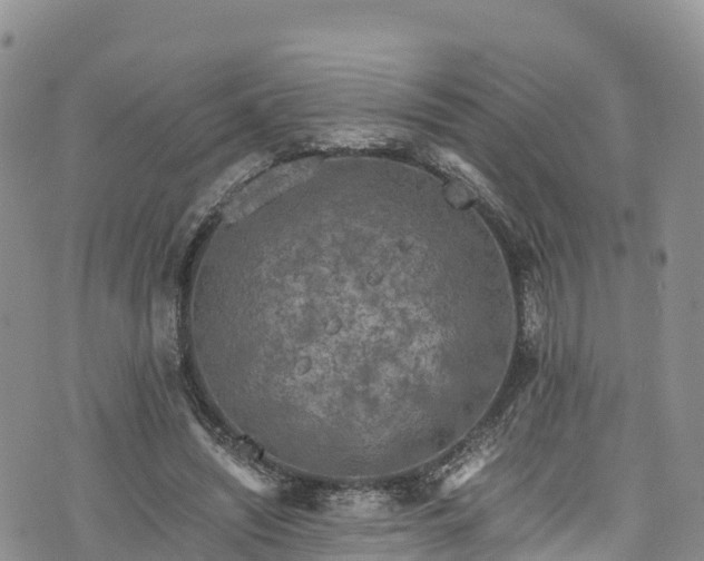 X0000076450444200610161315