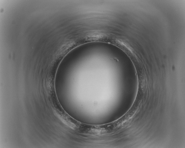 X0000076450455200610161316