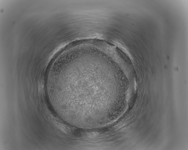 X0000076450483200610161315