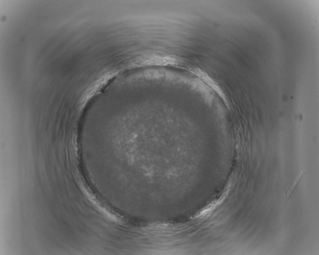 X0000076450581200610161314