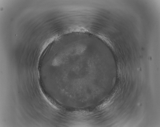 X0000076450630200610161312