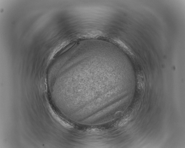 X0000076450634200610161312