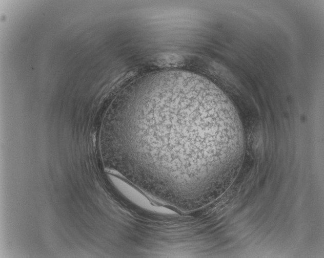 X0000076450652200610161313