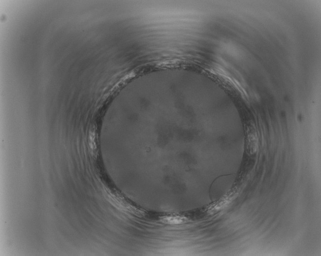 X0000076450654200610161313