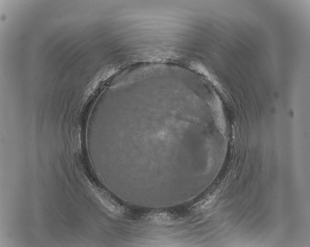 X0000076450685200610161312