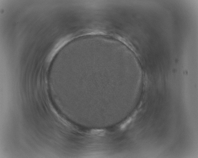 X0000076450055200610202345