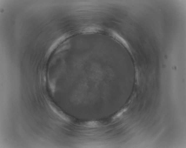 X0000076450059200610202345