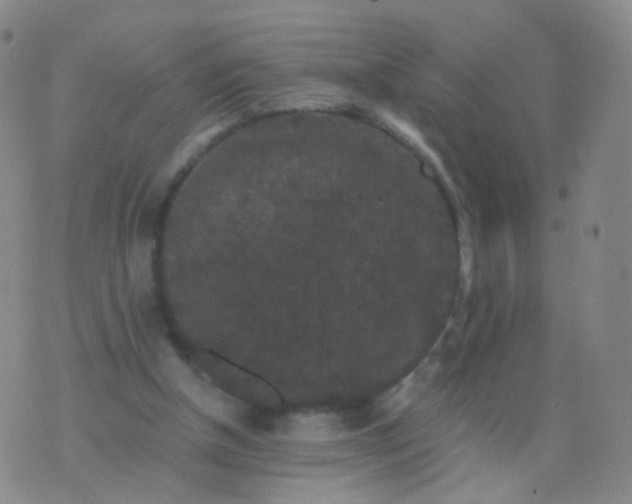 X0000076450154200610202343