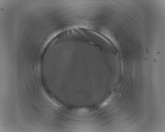 X0000076450156200610202343