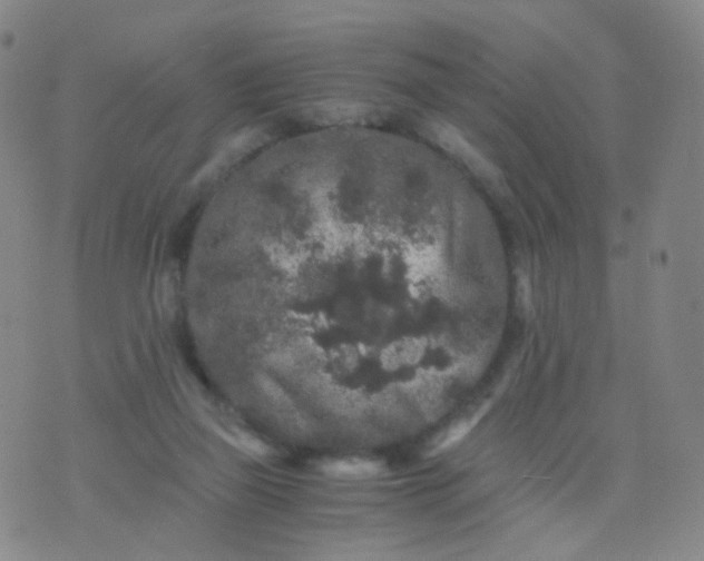 X0000076450165200610202343