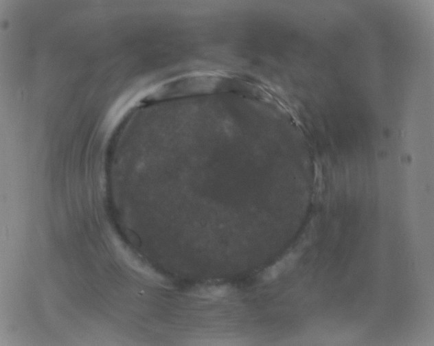 X0000076450247200610202342