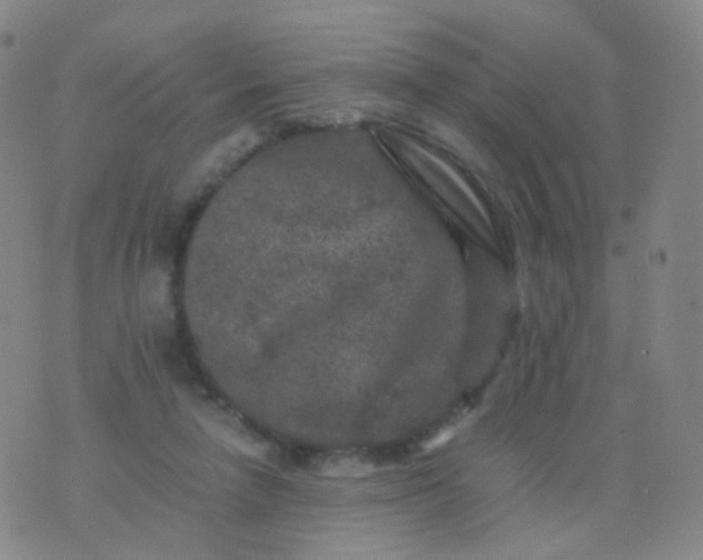 X0000076450258200610202342