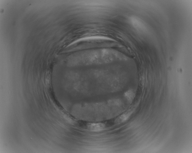 X0000076450277200610202342