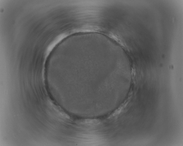 X0000076450292200610202342