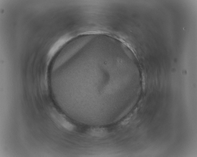 X0000076450296200610202341