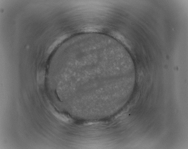 X0000076450299200610202341