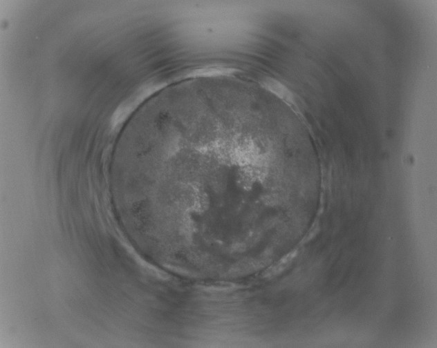 X0000076450337200610202340