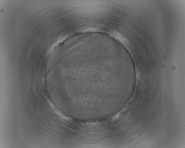 X0000076450345200610202340