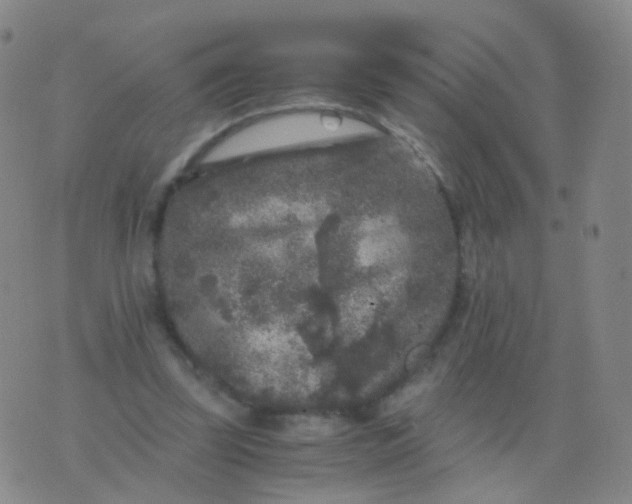 X0000076450347200610202340