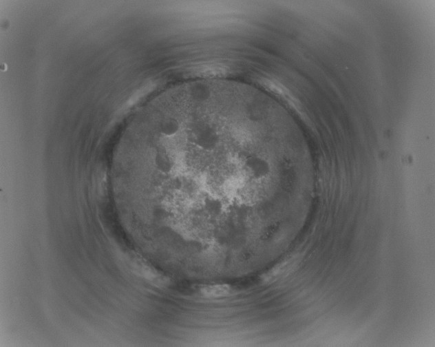 X0000076450355200610202340