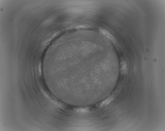 X0000076450358200610202340