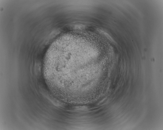 X0000076450363200610202340