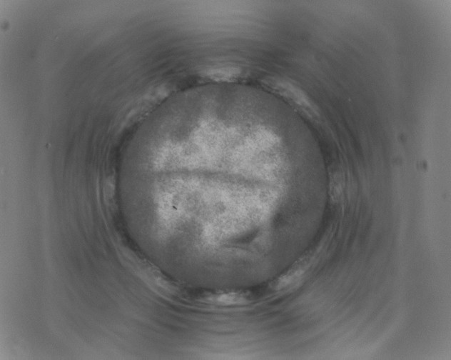 X0000076450365200610202340