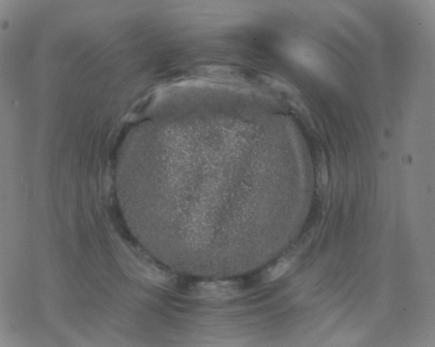 X0000076450367200610202341