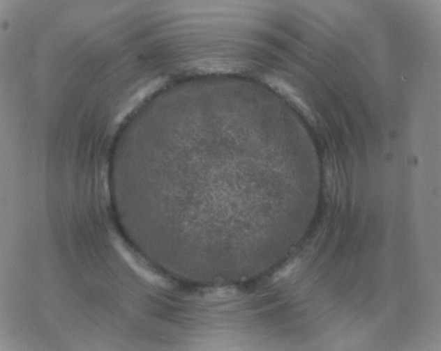 X0000076450398200610202340