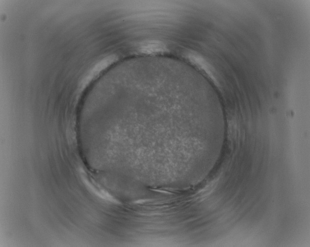 X0000076450443200610202339