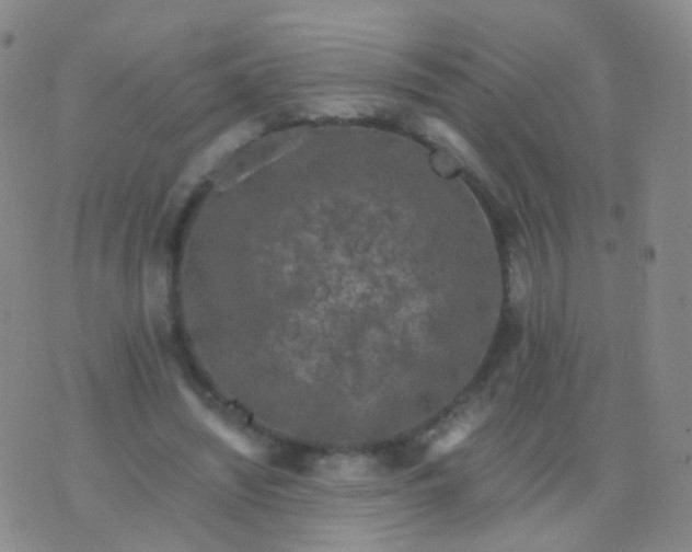 X0000076450444200610202339