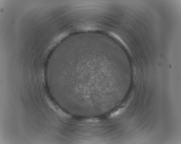 X0000076450447200610202339