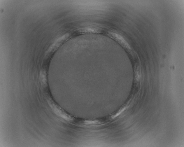 X0000076450457200610202339