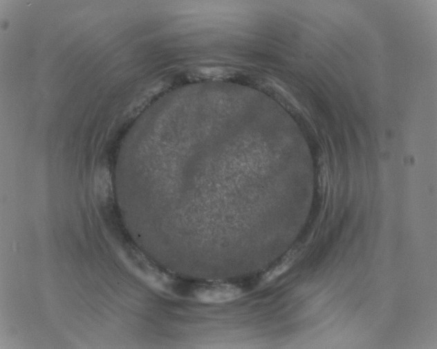 X0000076450459200610202339