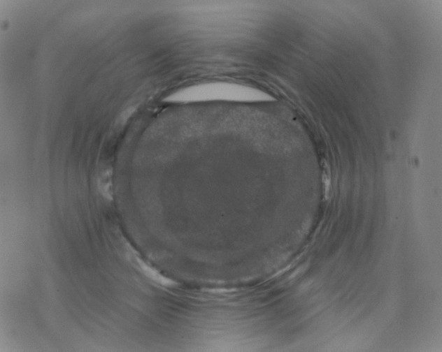 X0000076450462200610202339