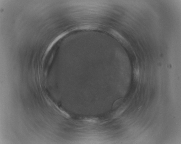 X0000076450484200610202338