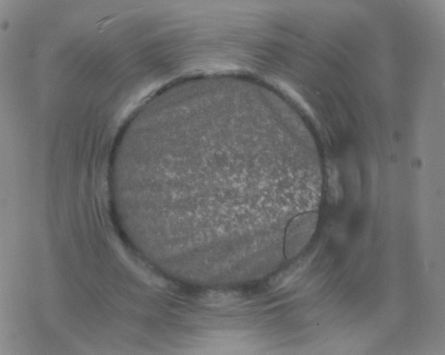 X0000076450487200610202338