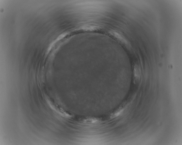 X0000076450492200610202338