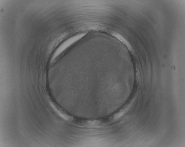 X0000076450493200610202338