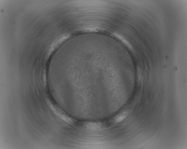 X0000076450494200610202338