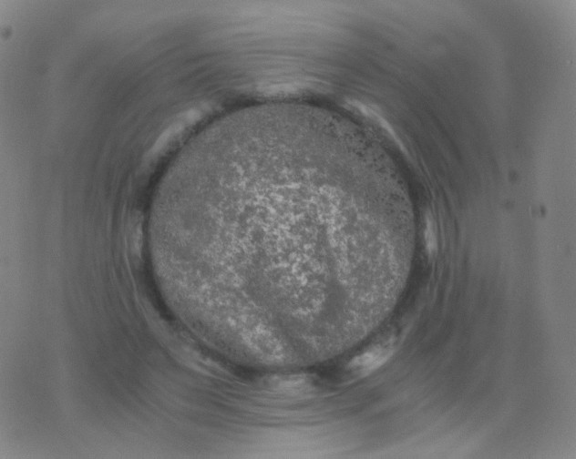 X0000076450495200610202338