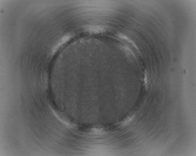 X0000076450496200610202338