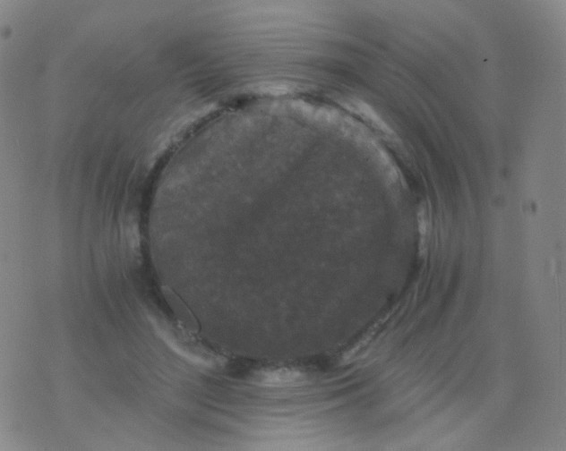 X0000076450500200610202338