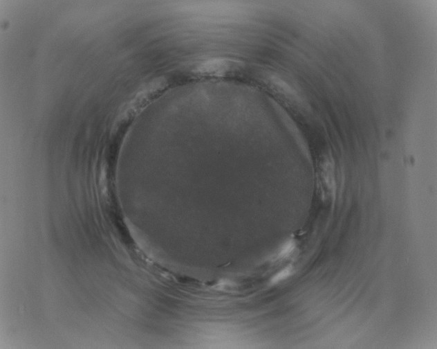 X0000076450504200610202338