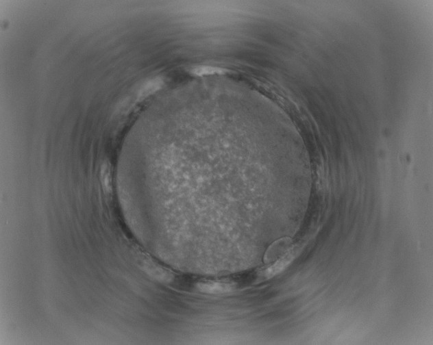 X0000076450561200610202337